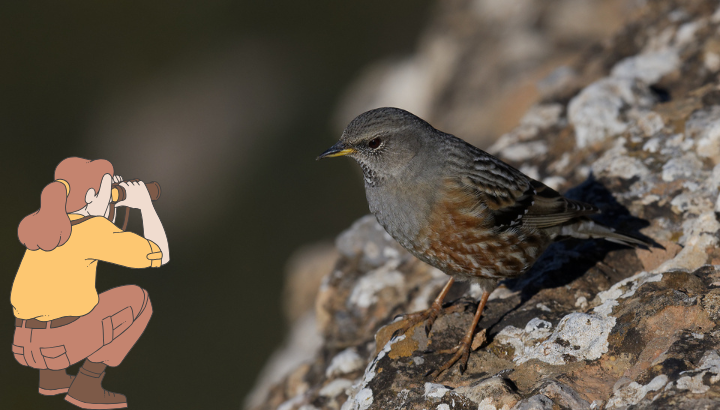 Découvert des oiseaux hivernants